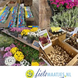 Bollenmarkt 2026 kleurrijk aanbod